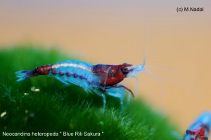 Blue Rili Shrimp 