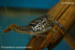 Procambarus enoplosternum 