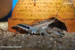 Procambarus dupratzi 