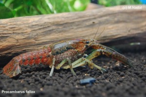 Procambarus fallax 