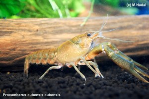 Procambarus cubensis cubensis 