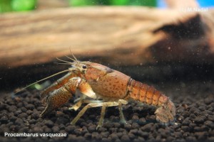 Procambarus vasquezae 