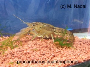 Procambarus acanthophorus 