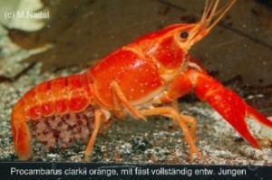 Procambarus clarkii "orange"