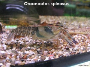 Orconectes spinosus 