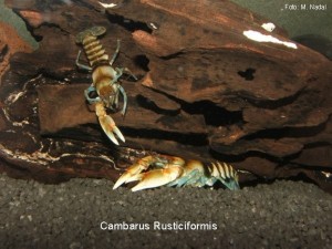 Cambarus rusticiformis 