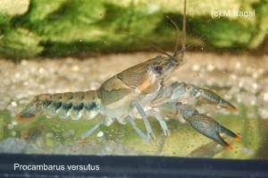 Procambarus versutus 
