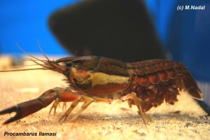 Procambarus llamasi