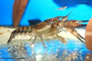 Procambarus ouachitae