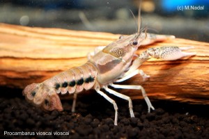 Procambarus vioscai vioscai 