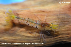 Tigergarnele "Yellow Tail"