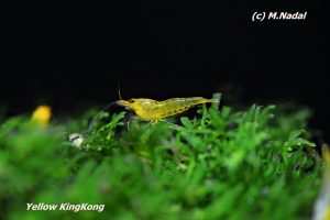 yellowkingkong_1